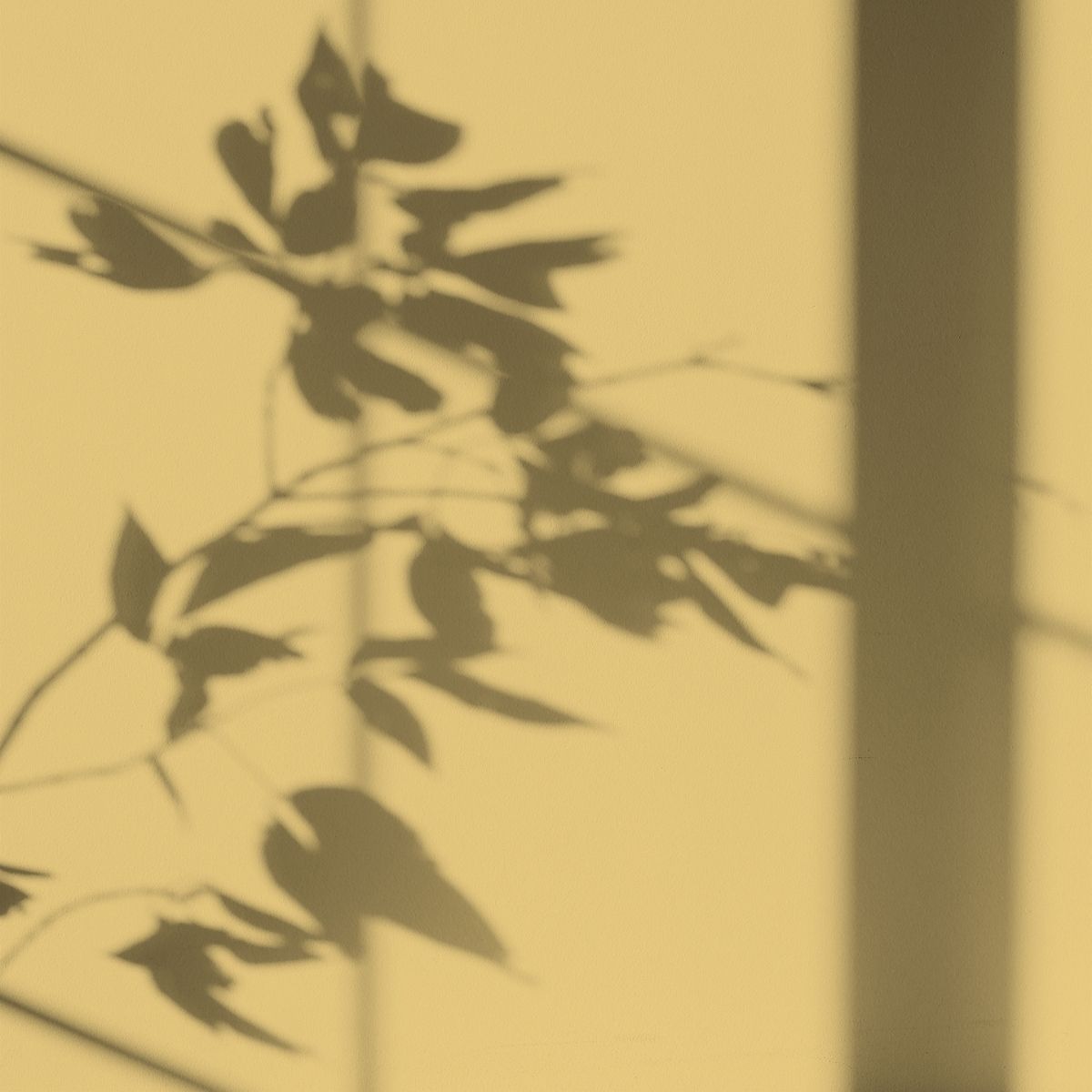 Peinture écologique Algo - Jaune Sieste au Soleil