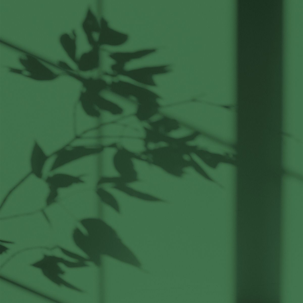 Peinture écologique Algo - Vert Sapin du Jura